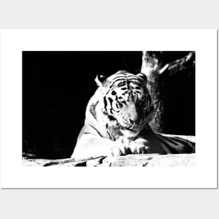 Year of the tiger 2022 / 1 /  Swiss Artwork Photography Posters and Art